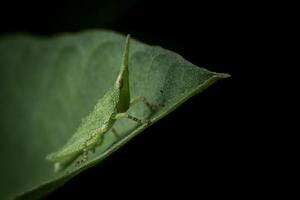 Little green grasshopper in the field photo