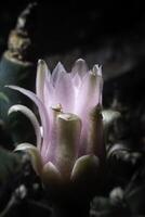 Cactus flower in the dark, in nature photo