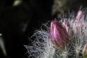 Cactus flower in the dark, in nature photo