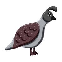 Image of a cute colorful Quail. This illustration showcases the intricate features of an Quail's anatomy. Perfect for educational materials and animal-themed projects. Isolated image. vector