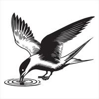 Common Tern Silhouette, Sterna hirundo Bird Clipart - Common Tern drinking Illustration in black and white vector