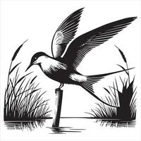 Common Tern Silhouette, Sterna hirundo Bird Clipart - Common Tern perched on a reed marsh Illustration in black and white vector