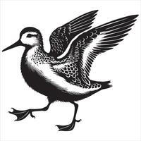 Dunlin Silhouette - Dunling Bird Clipart, Calidris alpina Design, Dunlin running Illustration in black and white vector