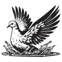 Streptopelia Decaocto Clipart - Eurasian collared Dove Silhouette - Eurasian collared dove bathing in shallow water Illustration in black and white vector