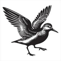 Dunlin Silhouette - Dunling Bird Clipart, Calidris alpina Design, Dunlin flapping Illustration in black and white vector