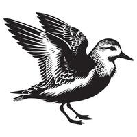 Sanderling Silhouette - Sanderling Bird Clipart, Calidris alba Design, Sanderling spreading tail feathers Illustration in black and white vector