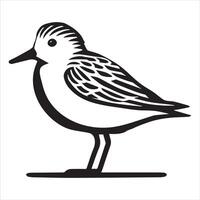 Sanderling Silhouette - Sanderling Bird Clipart, Calidris alba Design, Sanderling standing still Illustration in black and white vector