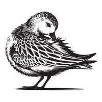 Sanderling Silhouette - Sanderling Bird Clipart, Calidris alba Design, Sanderling preening feathers Illustration in black and white vector