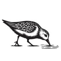 Sanderling Silhouette - Sanderling Bird Clipart, Calidris alba Design, Sanderling pecking at the ground Illustration in black and white vector