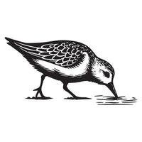 Sanderling Silhouette - Sanderling Bird Clipart, Calidris alba Design, Sanderling pecking at the ground Illustration in black and white vector