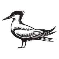 Royal Tern Silhouette, Thalasseus maximus Clipart, Royal Tern standing tall Illustration in black and white vector