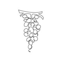 continuous mono line drawing of grape vector