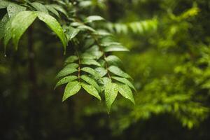 Plants or trees with green leaves growing on the ground and green nature background blurred with the concept of reforestation and forest restoration with natural cycle. photo