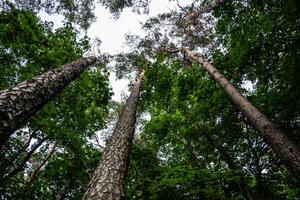 A forest with tall trees. Pine tree view from bottom to top photo