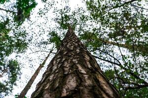 A forest with tall trees. Pine tree view from bottom to top photo