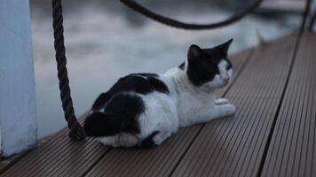image of cat and rope photo