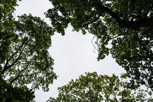 The crowns of the trees. Treetops from bottom to top. Trees sky foliage photo