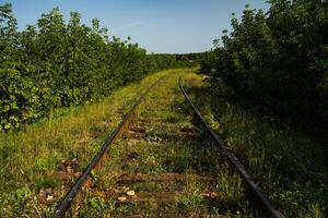 An Old abandoned rails. The railway rail is near, in the tall grass photo