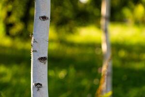 The trunk of a young, thin birch tree in the park. Birch grove photo