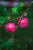 Red, late apples are hanging on a branch. A prolific apple tree photo