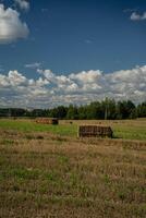 Rectangular haystacks on the field. Haystack after harvesting. Thick clouds photo