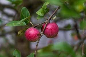 Red, late apples are hanging on a branch. A prolific apple tree photo