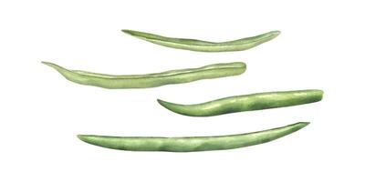 Green beans set. Fresh organic ingredient for healthy food. Garden vegetable in realistic style. Top view. Watercolor illustration. Floral elements for menu, recipe and cookbook vector