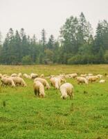 A flock of sheep in a meadow on lush farmland. sheep eating grass on a field. High quality photo