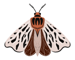 Beautiful butterfly with painted wings. Hand drawn insect illustration. Children's cartoon drawing on isolated background png
