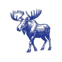Moose Sketch Logo vector