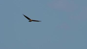Vogel Adler im Flug mit seine Flügel breit offen, gleiten im das klar Himmel video