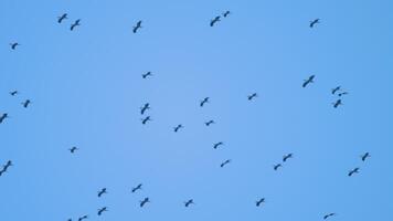 Birds circling in the blue sky overhead. Flock of birds high in the sky, silhouette. View from below video