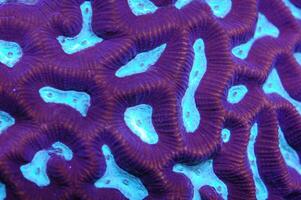 Turquoise Pineapple Brain Coral - Favia spp photo