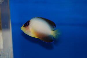 Multicolor Angelfish - Centropyge multicolor photo