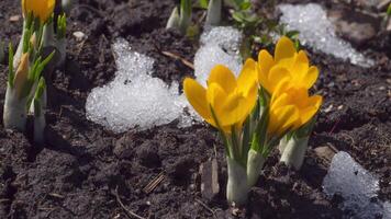 Timelapse of yellow crocuses grown from under the snow and flowering video