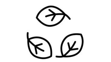 Animation of line sketch of 3 leaf icons video
