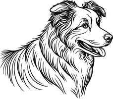 hand-drawn portrait of Australian Shepherd in engraving style vector