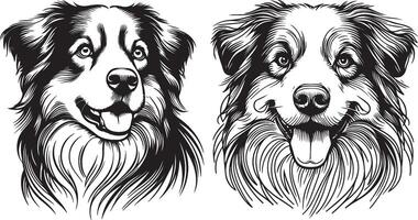 hand-drawn portrait of Australian Shepherd in engraving style vector