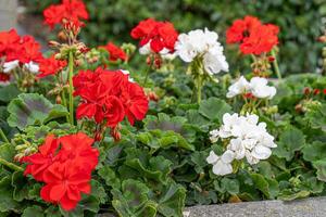Red and white geraniums on the street. Flowering pelargonium in a flower bed. Summer flower bud. Plant bush. Garden background design. photo