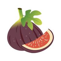 Fig with green tropical leaf and fig slice isolated on white background. vector