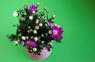 Bouquet of violet chrysanthemums in a pot green background. Autumn flowers. Chrysanthemum bush. photo