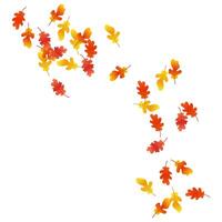 Autumn background with oak leaves. Autumn composition of oak leaves. Autumn overlay on white background. vector