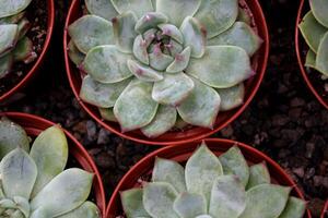 Overhead View of Echeveria Plants in Pots photo