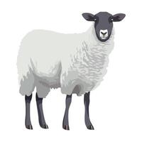 A sheep standing in front of a white background vector