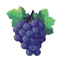 Grapes on a branch with leaves and leaves illustration vector