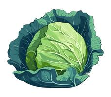 A cabbage is shown on a white background vector