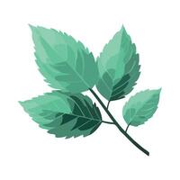 A green leaf on a white background vector