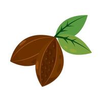 Two nuts with leaves on a white background vector