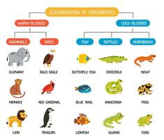 Classification of vertebrates animals. Scheme for kids with cute animals. Cold blooded and warm blooded. vector