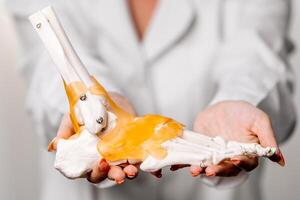 A physician in a white coat presents a detailed foot model, ideal for patient education or professional consultations. Emphasizes orthopedic and anatomical insights photo